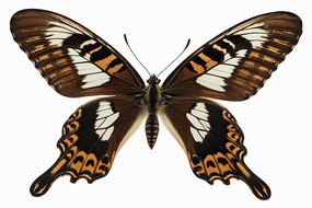 白色背景下蝴蝶特写镜头图片