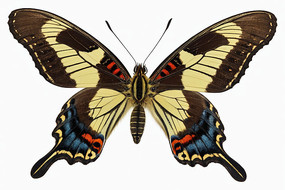 白色背景下蝴蝶特写镜头图片