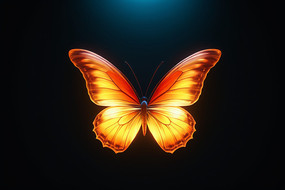 黑色背景上的蝴蝶图片