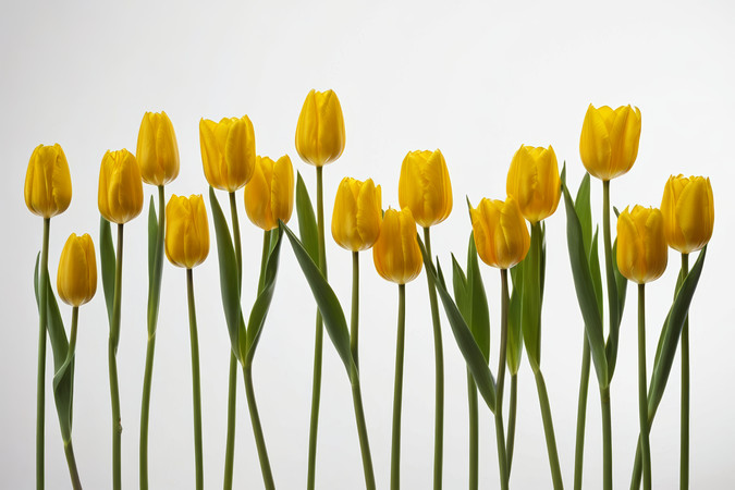 ��ɫ������ͼƬ PNG