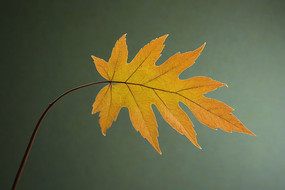 ��ƿ�ľ�����һƬ��ɫ��Ҷ��ͼƬ