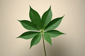 ��ƿ�ľ�����һƬ��ɫ��Ҷ��ͼƬ