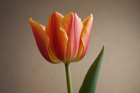 ��ƿ����һ�仨ͼƬ