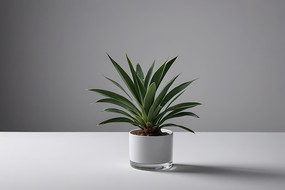 һ��ֲ����һ����ɫ�Ļ�ƿ��ͼƬ