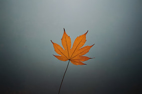 ӳ¾ϳҶͼƬ