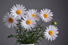 �����ϵĻ�ƿ���������ɫ�Ļ���ӰͼƬ