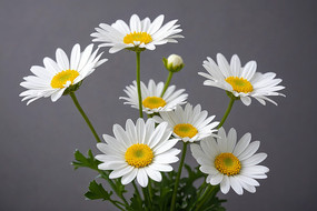 �����ϵĻ�ƿ���������ɫ�Ļ�ͼƬ