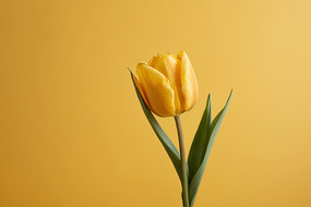 �����ϵĻ�ƿ����һ���ɫ�Ļ�ͼƬ