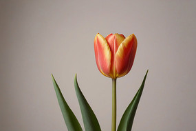 �����ϵĻ�ƿ����һ�仨ͼƬ