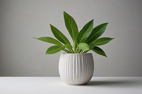 ��������һ����ɫ�Ļ�ƿ������һ��ֲ��ͼƬ