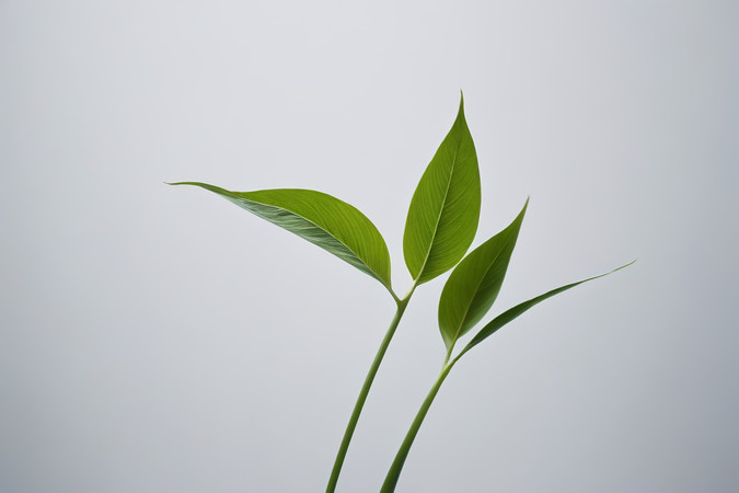 ��һ��ֲ�����ڴӻ�ƿ������������ӰͼƬ