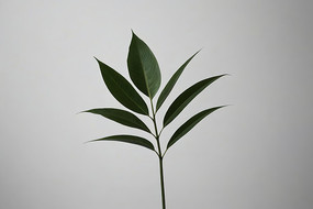 �����ϵĻ�ƿ����һ��Сֲ��ͼƬ