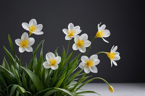 �����ϵ������ɫ�Ļ�ͼƬ