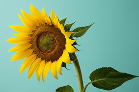 �����ϵĻ�ƿ��һ�����տ�����ͼƬ