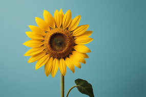 �����ϵĻ�ƿ��һ�����տ�����ͼƬ