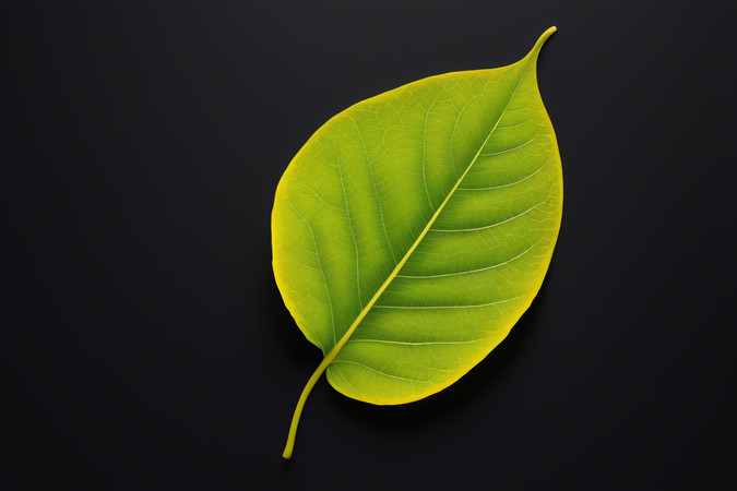 ��ɫ�����ϵľ��״Ҷ������Ϊ��ɫͼƬ