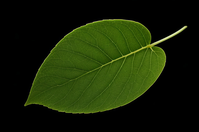 ��ɫ�������о���Ҷ�ӵ���дͼƬ PNG