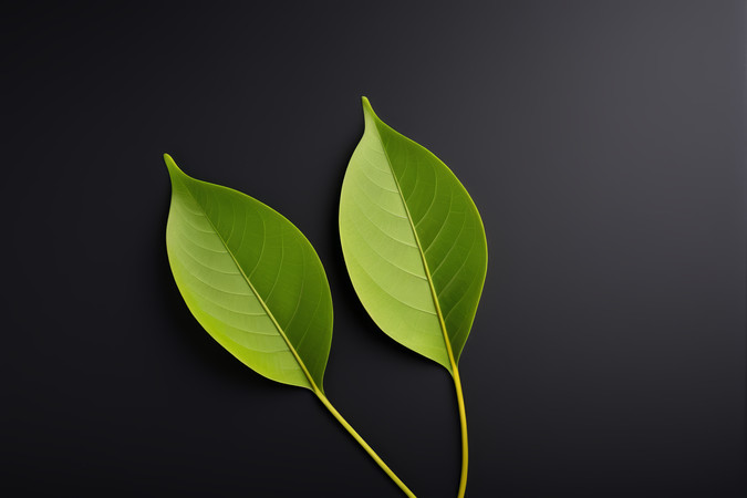 ��ɫ����������Ƭ��ɫ��Ҷ��ͼƬ