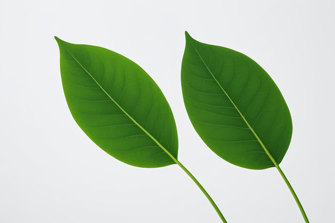 ��������Ƭ��ɫ��Ҷ��ͼƬ