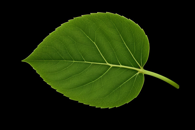 ��ϸ��ֲ��ľ��ҶͼƬ