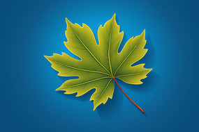 ��ɫ�����ϴ�����Ӱ�ľ��״Ҷ��ͼƬ