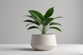 ��һ��ֲ����һ����ɫ�Ļ�ƿ��ͼƬ