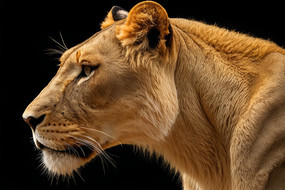 �Ժ�ɫ�������󿴸���ͼƬ