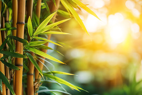 ������Ҷֲ�ﱳ��