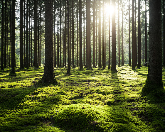 阳光穿透森林照亮青苔之地 阳光穿透森林照亮青苔之地