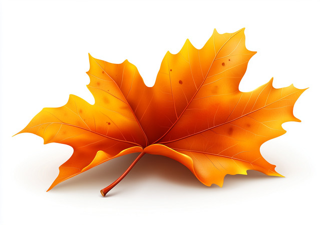 秋天的枫叶 秋天的枫叶