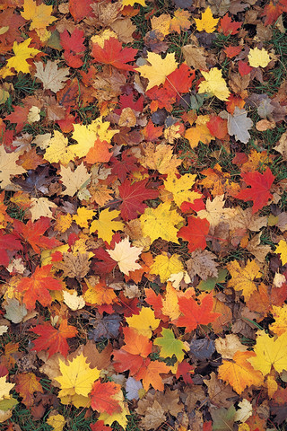 秋天的枫叶地毯色彩斑斓 秋天的枫叶地毯色彩斑斓