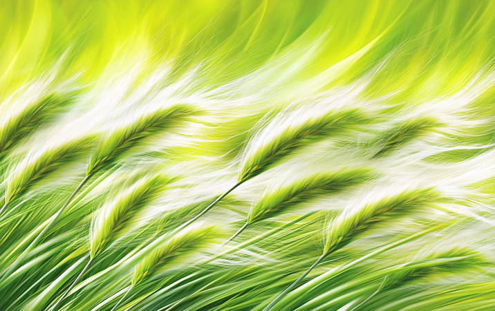 麦田中的风轻抚翠绿摇曳生姿 麦田中的风轻抚翠绿摇曳生姿