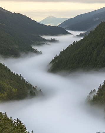 云雾缭绕的山林 云雾缭绕的山林