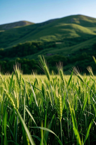 一片绿草如茵山脉特写高清图片 一片绿草如茵山脉特写高清图片