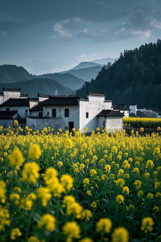 黄色的花朵在田野里一座建筑物高清图片