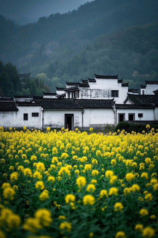 黄色的花朵在田野里白色的建筑高清图片