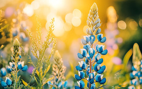 ��ɫ����������������