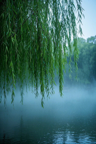 漂浮在湖中一棵树高清图片
