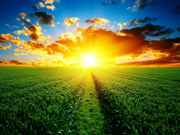 金色田野中的孤独小径 金色田野中的孤独小径