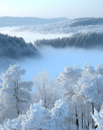 冬日森林中的雾气与被雪覆盖的树木