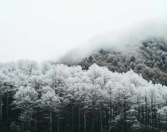 冬日森林里白雪覆盖的树木静立