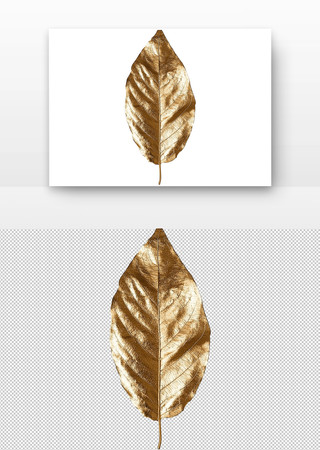 金黄的叶子 PNG