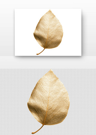 金色的叶子 PNG
