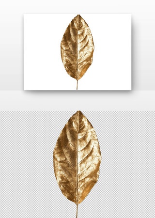 金色叶子 PNG