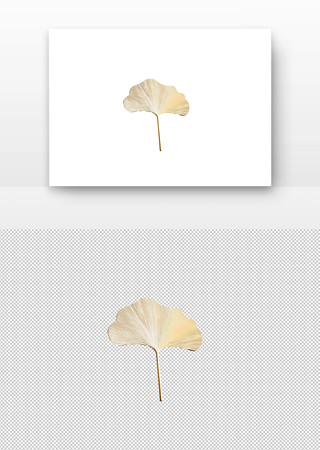 金色的银杏叶 金色的银杏叶