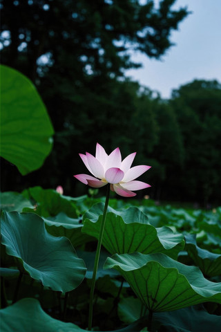 一朵粉红色的花