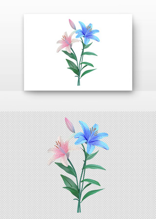 两朵百合花