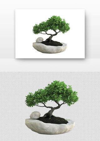 石头上的盆景树 PNG