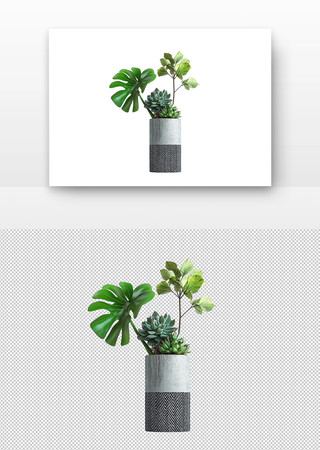 多肉植物与绿叶植物 PNG