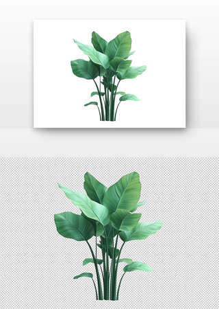 绿色植物 绿色植物